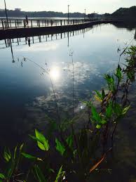 Het park is uitgerust met een trimbaan, een kinderspeeltuin. Bedok Reservoir Beautiful Places Reservoir Places To Visit
