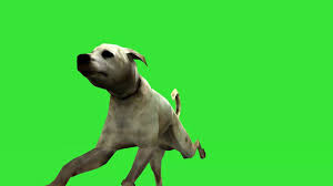 Dog Green Screen Greenscreen Animals Youtube Channel Ideas