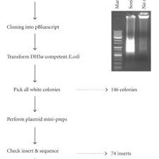 Chip Cloning Flow Chart The Procedure Of Chip Methods Is