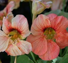 Image result for Tropaeolaceae