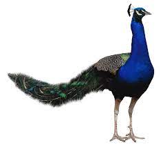 Peacock Png Image
