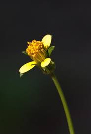 Image result for Bidens flagellata