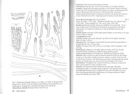 Image result for Lefebvrea grantii