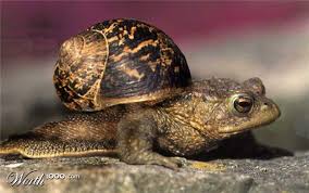 These Hybrid Animal Ideas Are Legitimately Awesome Animal Mashups Photoshopped Animals Weird Animals