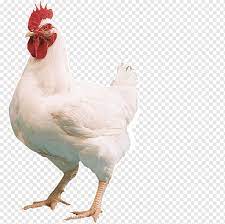 The ancestry of white leghorn chickens is currently unknown. Chicken Meat Cartoon Chicken White Food Animals Png Pngwing