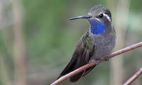 Birds Of Southern Arizona Book Blue Throated Hummingbird Lampornis Clemenciae Birds Of North America Online Southern New Mexico America Online North America
