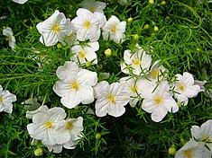 Image result for Nierembergia hippomanica
