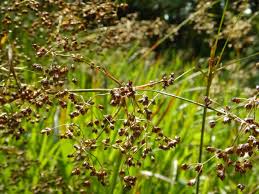 Image result for Luzula abyssinica