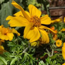 Goldmarie Pflanzen Gartenblumen Garten