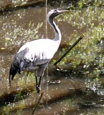 At kranich's you will also find the area's largest selection of diamonds and fine jewelry. Kraniche Treffpunkt Ostsee