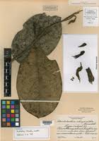 Image result for Aristolochia zenkeri