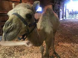 I think this funny infographic called how deep is the ocean explains just how deep (and dark) the ocean is pretty well… Camels In The Cornfield Yes It S A Real Thing Fox 59