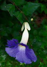 Image result for Wahlenbergia erecta