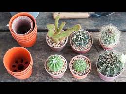 En general las cactáceas grandes, como los cactus, y euphorbias columnares y aloes grandes, crecen en la naturaleza a plena exposición solar. Como Reproducir El Cactus Mediante Esquejes Bricomania Youtube