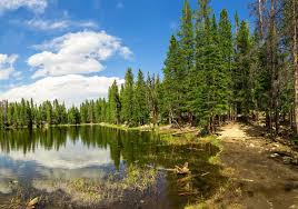 Image result for Forest Green 1995 Fleet