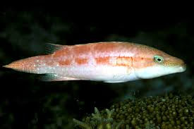 Image result for Rourea orientalis