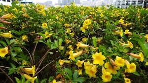 Image result for Allamanda schottii