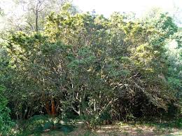 Image result for Millettia psilopetala