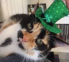 Monikers for male and female pets, choosing a timelessly magical one from ireland. 190 Irish Cat Names Male Female Name Ideas With Meanings Petpress