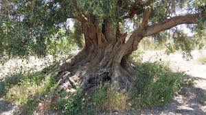 Image result for Olea europaea