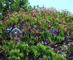 Image result for Julbernardia globiflora