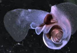 12 Of The Most Interesting Snails In The World