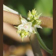 Image result for Tetragonia spicata