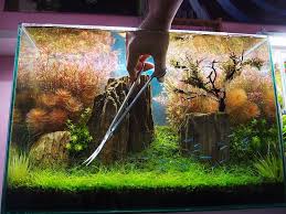 How To: Dwarf Hair Grass Carpet Day 1 - Youtube