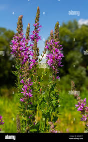 Image result for Lythraceae