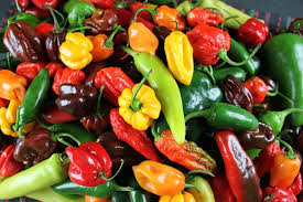 Sow the seeds a seed starting topsoil mix. Growing Chili Peppers Indoors Stuffed Peppers Growing Chili Peppers Chilli Plant