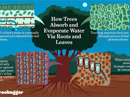 Suppose you heat up water and air in. Process Of How Trees Absorb And Evaporate Water