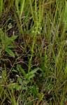 Image result for Habenaria macrostele