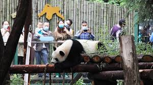 Being the world's largest natural habitat zoo means the animals here have plenty of room to roam. China Zoo Tries To Pass Dog Off As Wolf Bbc News