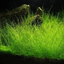 Image result for Eleocharis variegata