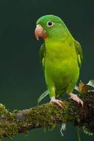 Orange Chinned Parakeet Costa Rica They Were In All The Trees Wonderful Where They Should Be And Not In Cages Beautiful Birds Parrot Parakeet