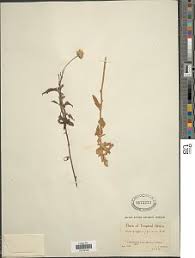 Image result for Anisopappus chinensis