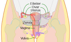 Uterus und tuben as want to read prüfe dein wissen anschließend mit. Schematische Darstellung Der Inneren Weiblichen Geschlechtsorgane Des Menschen Gebarmutter Uterus Mit Gebarmutterhals Schematische Darstellung Der Inneren Weiblichen Geschlechtsorgane Des Menschen Geba Rmutter Uterus Mit Geba