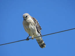Why Do Birds Fly South For The Winter Biology Florida Young Hawk Animals Wildlife Blue Heron