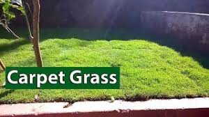 It doesn't catch much dirt or debris, and it can stand up to a lot of foot traffic without losing its initial appearance. Laying Carpet Grass In The Garden Youtube