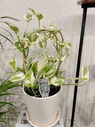 Image result for Epipremnum en casa