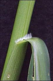 Image result for Panicum eickii