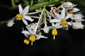 Image result for Solanum cyaneopurpureum