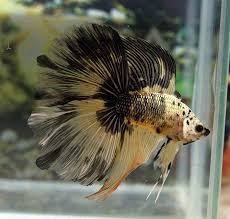Betta Fish Fact 27 Crown Tail Betta Fish Are Currently Being Developed In Some Spectacular Strains Unbelievable Beauty Betta Fish Betta Fish