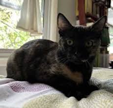 Last Chance Animal Rescue