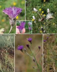 Image result for Ethulia vernonioides