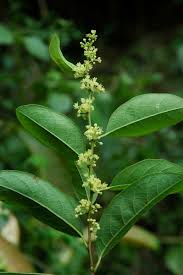 Image result for Flueggea virosa