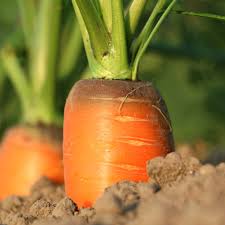 So chop those green tops off right away. Carrot Sowing Growing Care And Harvest Video