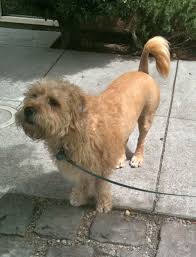 They do not shed very much so they may be good for people with allergie s, although no dog is truly hypoallergenic. Dog Of The Day Wheaten Terrier Glen Of Imaal Terrier Lion Mix The Dogs Of San Francisco