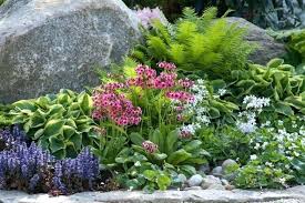 Partial Shade Garden Plans A Charming Plant Combination For Shady Gardens Candelabra Part Shade Rock Rock Garden Plants Shade Perennials Landscaping With Rocks