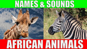 Black scientists like george washington carver, neil degrasse tyson, otis boykin and mae c. African Animals Names And Sounds For Kids To Learn Learning African Animal Names For Children Youtube